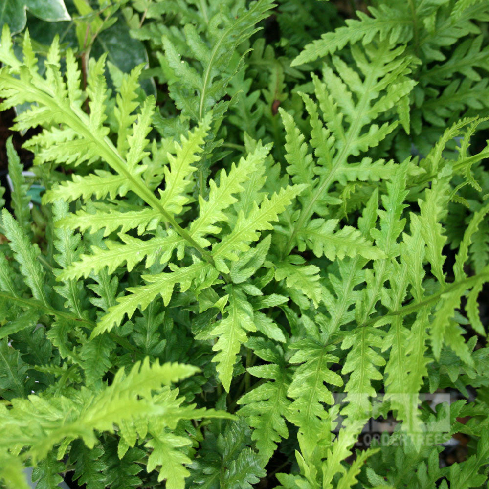 Close-up of lush, green serrated leaves of the Woodwardia fimbriata - Giant Chain Fern, ideal for woodland planting.