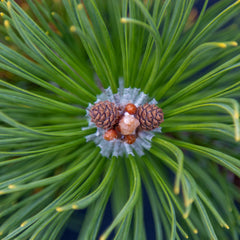 Pinus mugo Zundert