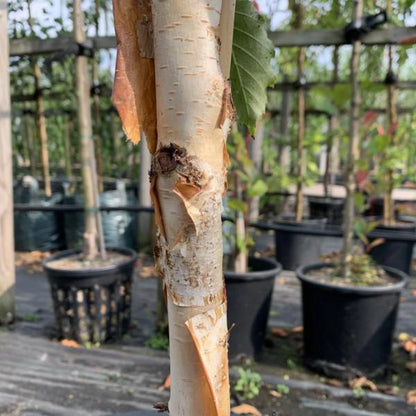 Close-up of a Betula Grayswood Ghost - Himalayan Birch Tree trunk featuring its characteristic white peeling bark in a nursery setting. Potted plants with lush green leaves can be seen in the background, enhancing the ornamental appeal of the tree.