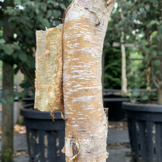 Betula ermanii Blush - Birch Tree