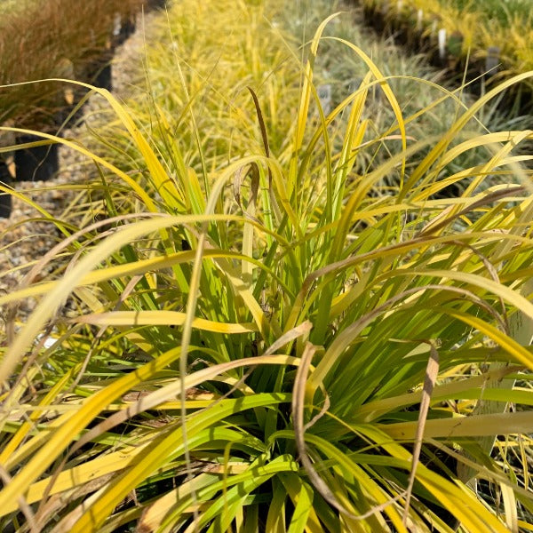 Carex Everillo