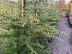 Cedrus libani subsp. Atlantica - Atlas Cedar