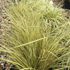 Carex Jenneke - Greater Brown Sedge