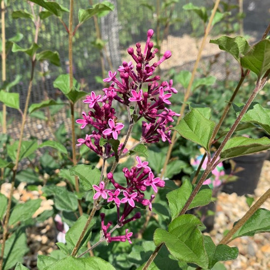 Syringa Boomerang Dark Purple - Repeat Flowering Lilac