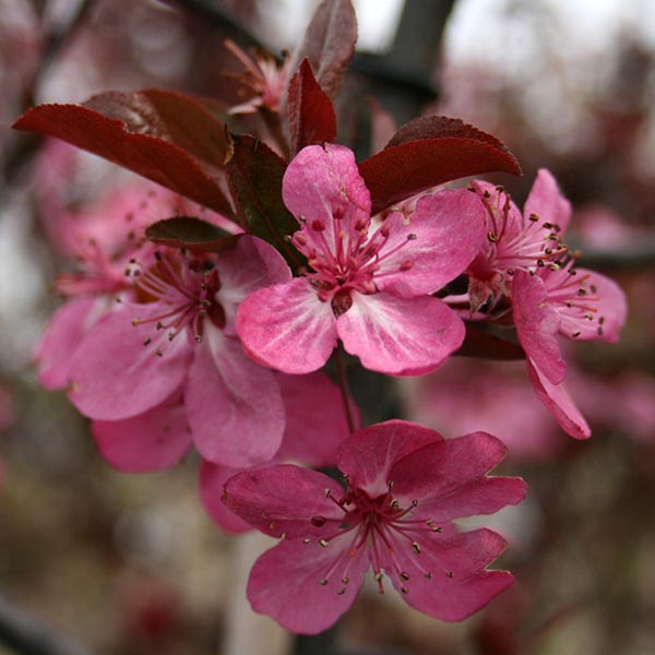 Malus Cardinal - Flowers