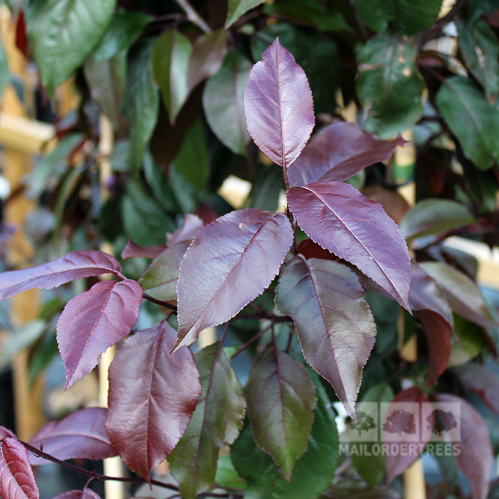 Malus Cardinal - Foliage