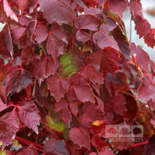 Parthenocissus Veitchii - Foliage