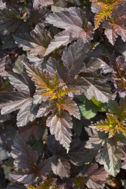 Physocarpus opulifolius Diabolo - Ninebark Diabolo