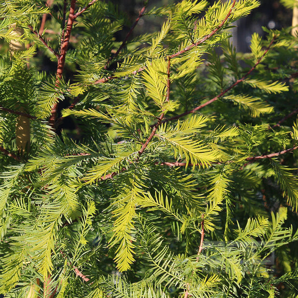 Taxodium distichum - Swamp Cypress | Mail Order Trees